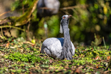 Fototapeta premium Demoiselle Crane, Anthropoides virgo are living in the bright green meadow during the day time