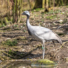 Fototapeta premium Demoiselle Crane, Anthropoides virgo are living in the bright green meadow during the day time