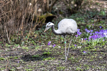 Fototapeta premium Demoiselle Crane, Anthropoides virgo are living in the bright green meadow during the day time