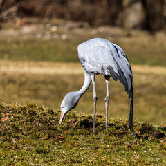Fototapeta premium The Blue Crane, Grus paradisea, is an endangered bird