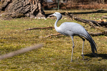 Fototapeta premium The Blue Crane, Grus paradisea, is an endangered bird