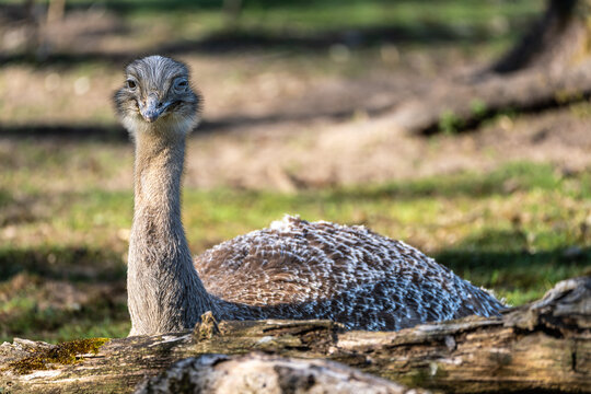Darwin's rhea, Rhea pennata also known as the lesser rhea.