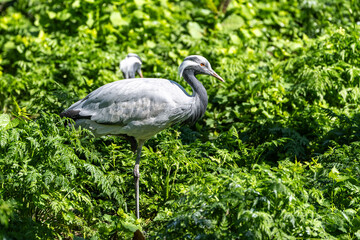 Fototapeta premium Demoiselle Crane, Anthropoides virgo are living in the bright green meadow during the day time