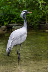 Fototapeta premium The Blue Crane, Grus paradisea, is an endangered bird