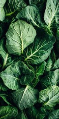 Obraz premium Vibrant Collard Greens Leaves in a Neatly Piled Arrangement for a Fresh Garden Harvest Display