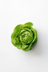Obraz premium Butterhead Lettuce Rosette Top View Isolated on White Background