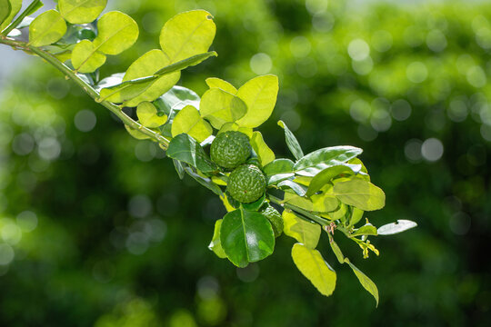 Closeup of kaffir lime branch with bumpy textured green fruits and unique double leaves in tropical garden in Asia