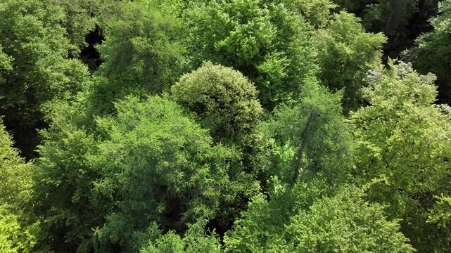 Drohne fliegt &uuml;ber gr&uuml;ne Baumkronen im Fr&uuml;hling, Laubwald, Fr&uuml;hlingswald, Luftaufnahme