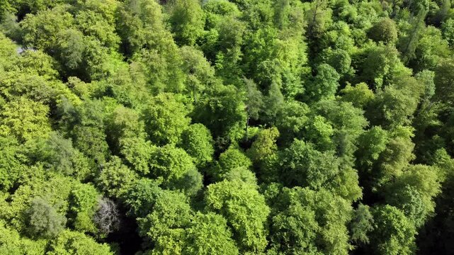 Drohne fliegt &uuml;ber gr&uuml;ne Baumkronen im Fr&uuml;hling, Laubwald, Fr&uuml;hlingswald, Luftaufnahme