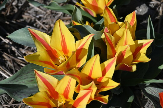 Tulpen, Tulipa spp., Tulpensorte, Tulipa, Compostella
