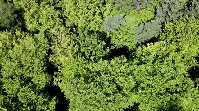 Drohne fliegt &uuml;ber gr&uuml;ne Baumkronen im Fr&uuml;hling, Laubwald, Fr&uuml;hlingswald, Luftaufnahme