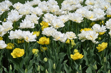 Obraz premium Tulpen, Tulipa spp., Tulpensorten, Beet, Garten