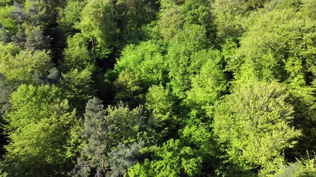 Drohne fliegt &uuml;ber gr&uuml;nen Laubwald im Fr&uuml;hling, Drohnenperspektive, Fr&uuml;hlingswald
