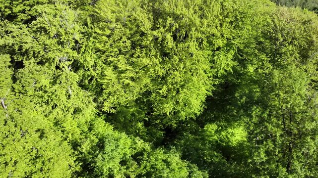 Drohne fliegt &uuml;ber gr&uuml;nen Laubwald im Fr&uuml;hling, Drohnenperspektive, Fr&uuml;hlingswald