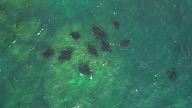 Spectacular drone panorama over Manta Point Nusa Penida &ndash; Majestic marine wildlife and giant manta rays gliding through tropical turquoise sea water, premium Bali tourism advertising background