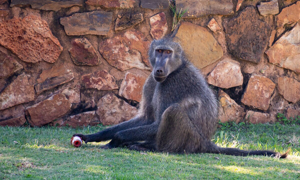Portrait singe en Afrique du Sud