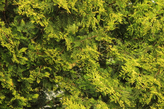 Green dense conifer hedge garden in close up
