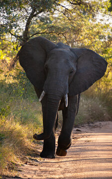 El&eacute;phant en Safari Parc Kruger Afrique du Sud