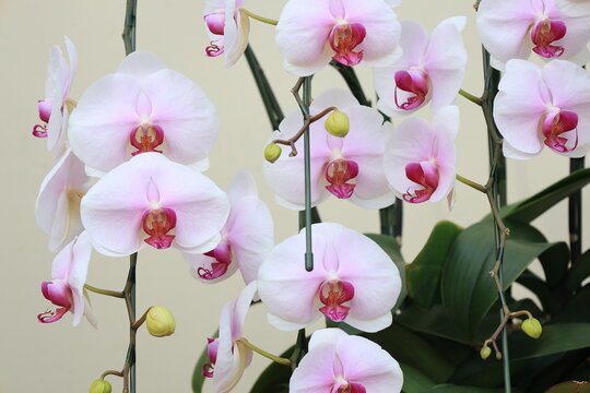開花した胡蝶蘭のアップ