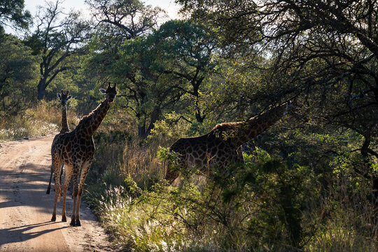 Troupeau de girafes au Parc Kruger Afrique du Sud