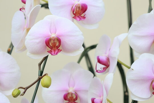 開花した胡蝶蘭のアップ