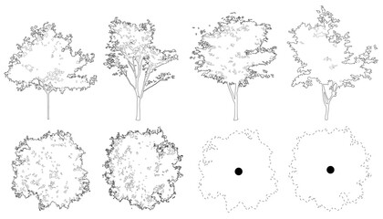 Set of red maple trees in elevation and plan view for use in architectural drawings - isolated on transparent background © Manon