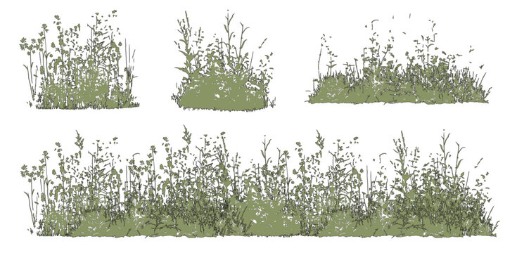 Vector set of colorful ornamental grasses in elevation view for architectural drawings