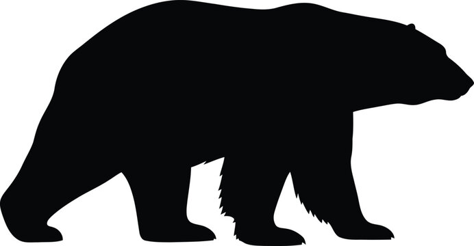 Black bear silhouette walking