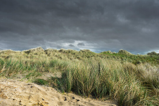 Coastal sand dunes with Marram grass under a dramatic dark sky at Ballyheigue beach, County Kerry, Ireland.