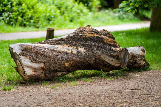 Fallen Tree Log in Park Natural Landscape