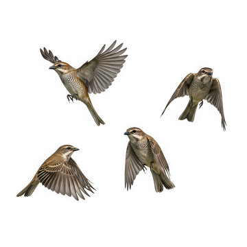 Four sparrows in flight isolated on transparent background