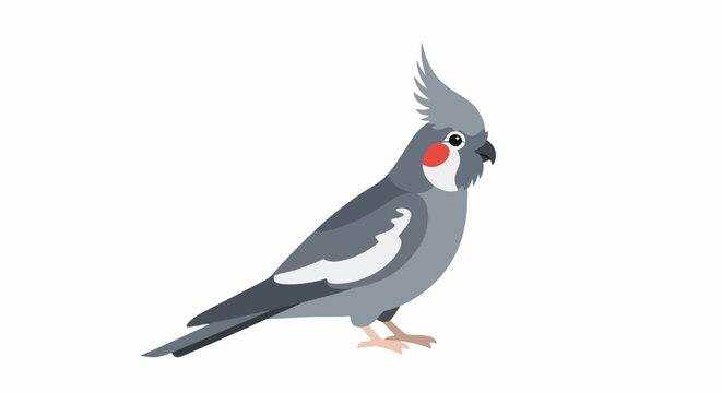 A gray cockatiel with a red cheek patch stands on a white background