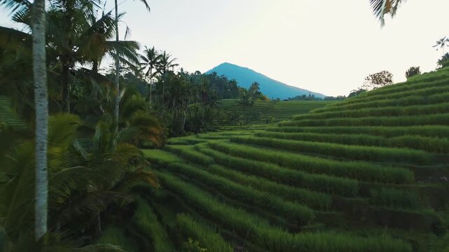 Breathtaking high angle panorama of traditional Balinese rice paddies at Belimbing &ndash; Lush green nature landscape in soft sunrise glow, premium Indonesia sustainable travel stock footage