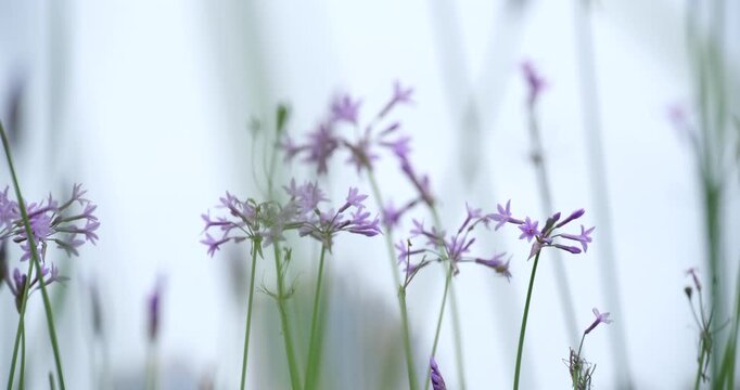 Delicate Purple Flowers of African Lily Plant in a Natural Garden Setting