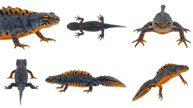 set of alpine newt (ichthyosaura alpestris) from different angles isolated on transparent background