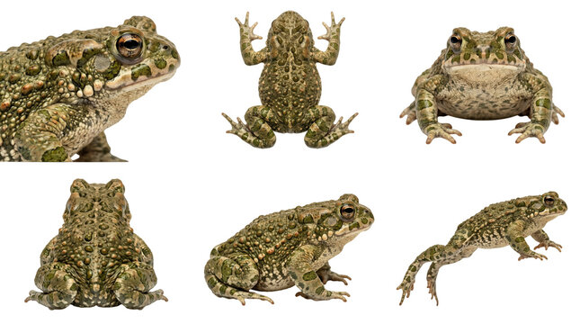 set of european green toad (bufotes viridis) from different angles isolated on transparent background