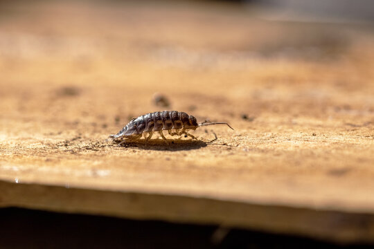 Woodlouse