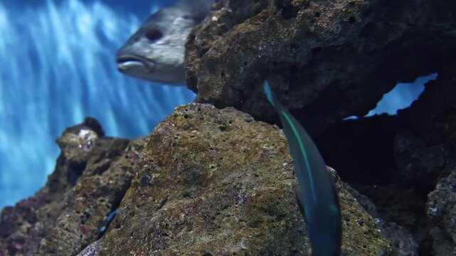 Blue Tang Tropical Reef Fish Swimming Near Coral Aquarium Rocks. Exotic marine wildlife concept with vibrant underwater ecosystem and colorful ocean biodiversity