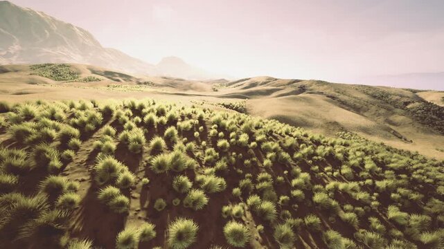 Rolling dunes dotted with dense shrubs, windsculpted sand and scattered vegetation creating rhythmic ridges, warm tones and quiet remote atmosphere near distant