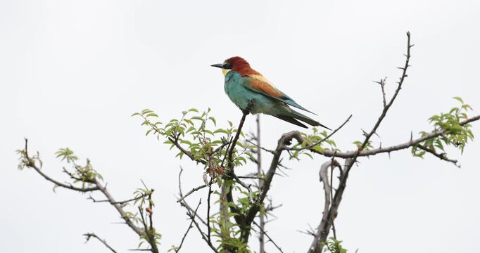 European bee-eaters (Merops apiaster) perched on branch, colorful wild birds, UHD wildlife video