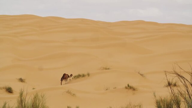 Dromedary camel caravan walking through the golden dunes of the Sahara Desert in Tunisia. Traditional nomadic transport and desert expedition in the North African wilderness at sunset