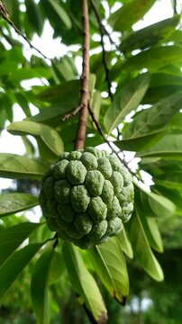 Fresh Sugar Apple Fruit on Tree with Green Tropical Leaves