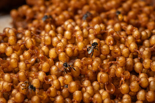 Stingless bee honey concept, bee nest macro view insect honeycomb pollen colony larvae brown texture close up