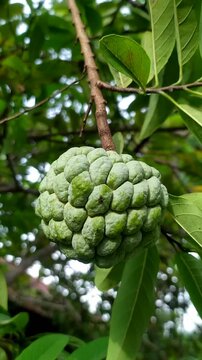 Fresh Sugar Apple Fruit on Tree with Green Tropical Leaves