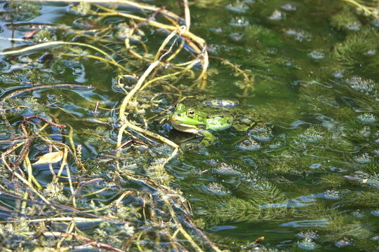 Wasserfrosch