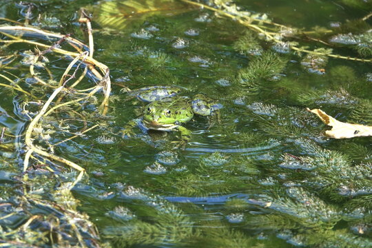 Wasserfrosch