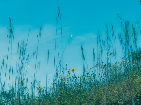 grass and blue sky