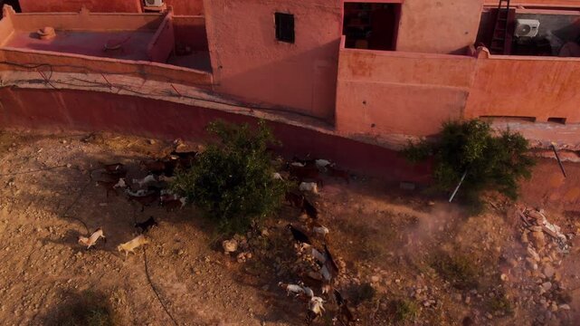 Drone rising above running goats near rural Moroccan adobe buildings