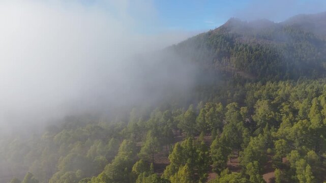 Serene landscape of dense forest in morning mist on slope of volcano, La Palma, Canary Islands, Spain, aerial view