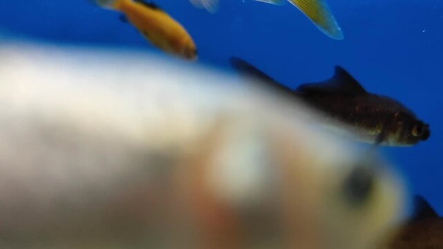 Close-up small aquarium fish swimming in tank with blue background, calm underwater atmosphere with gentle motion and soft light. aquatic life concepts, pet care visuals, nature aquarium themes